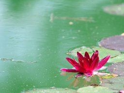 Natura &raquo; Fiori